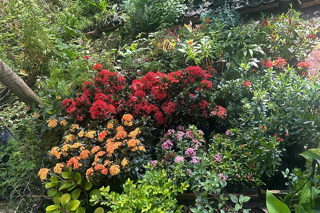 Secret Gardeners: Viviane